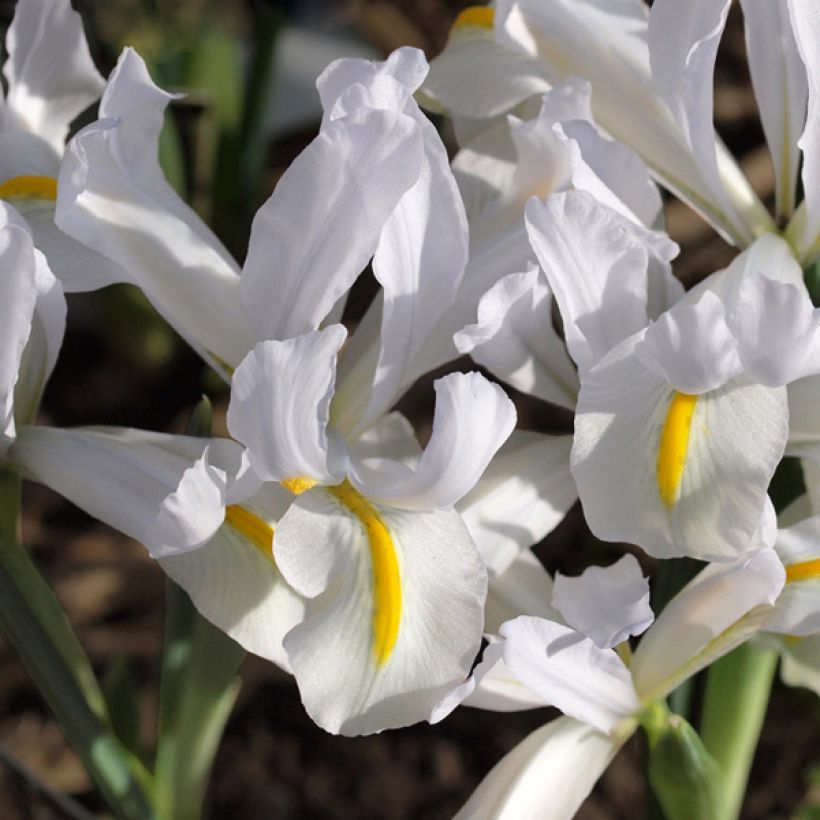 Iris reticulata White Caucasus - Giaggiolo (Fioritura)