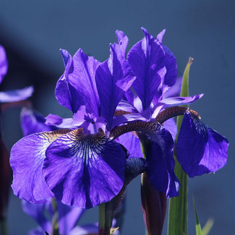 Iris sibirica Blue King - Giaggiolo siberiano (Fioritura)