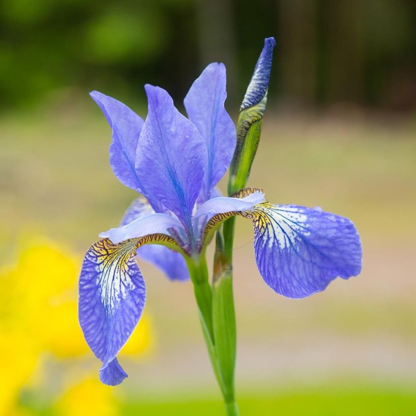 Iris sibirica Blue Moon - Giaggiolo siberiano (Fioritura)