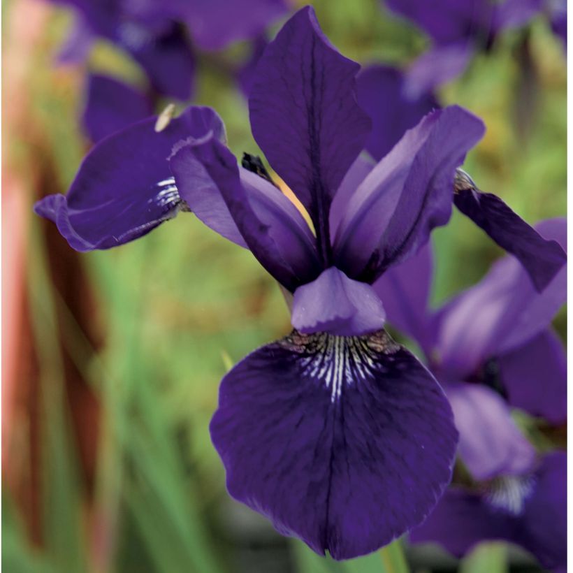 Iris sibirica Caesar's Brother - Giaggiolo siberiano (Fioritura)