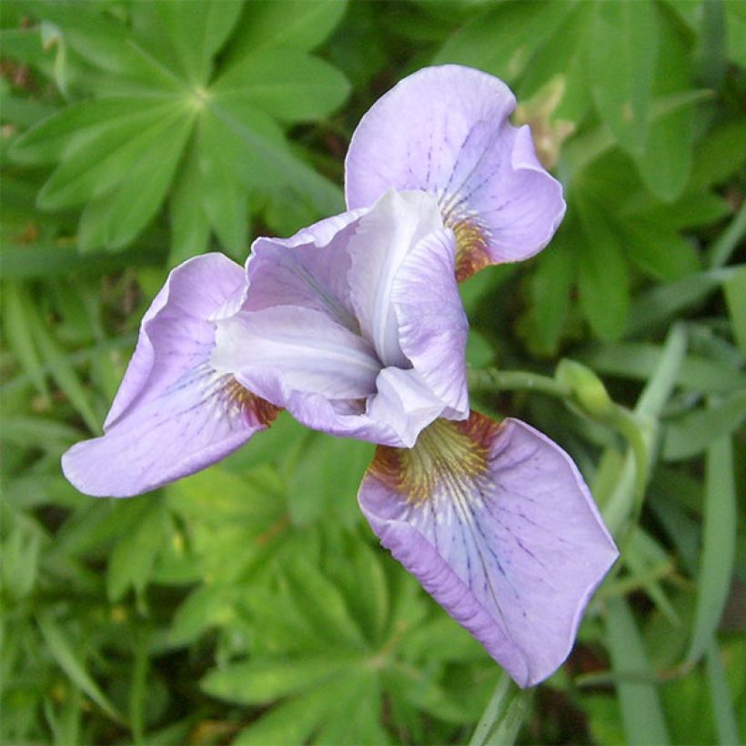 Iris sibirica Rikugi Sakura - Giaggiolo siberiano (Fioritura)