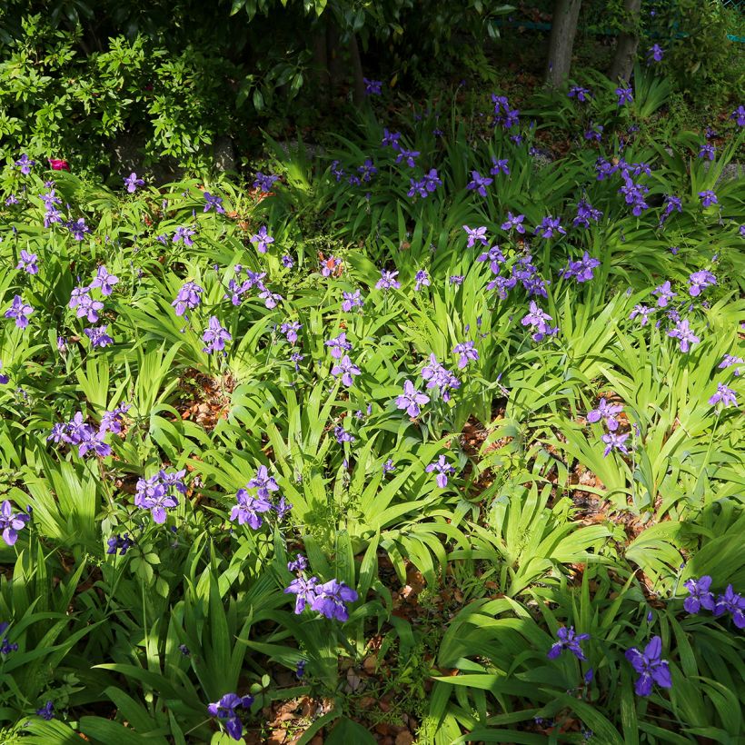 Iris tectorum - Giaggiolo dei tetti (Porto)