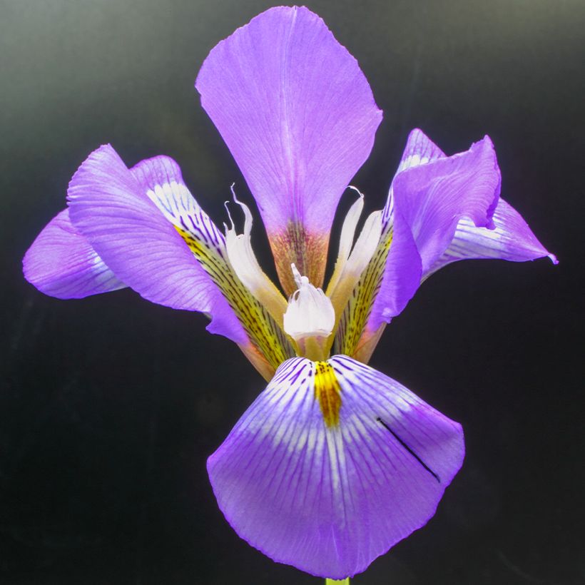 Iris unguicularis - Iris d'Algeria (Fioritura)