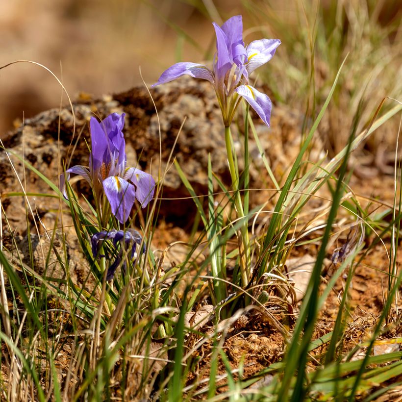 Iris unguicularis - Iris d'Algeria (Porto)