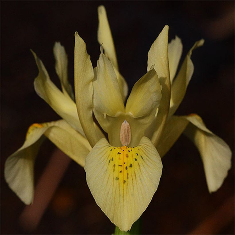 Iris winogradowii - Giaggiolo (Fioritura)