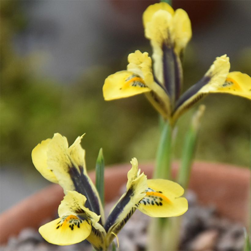 Iris reticulata Orange Glow - Giaggiolo (Fioritura)