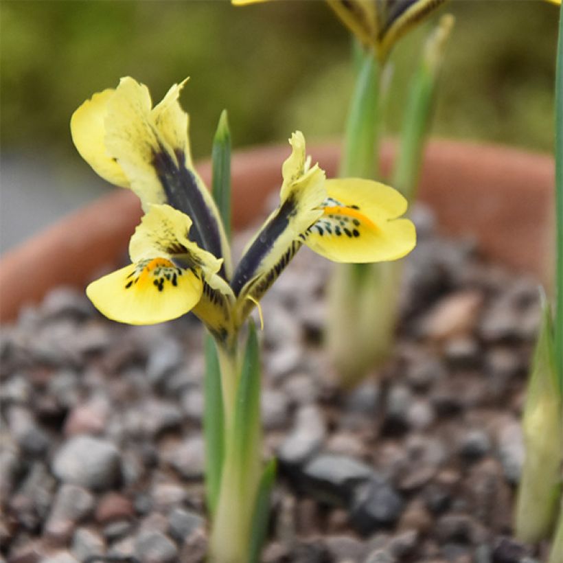 Iris reticulata Orange Glow - Giaggiolo (Porto)