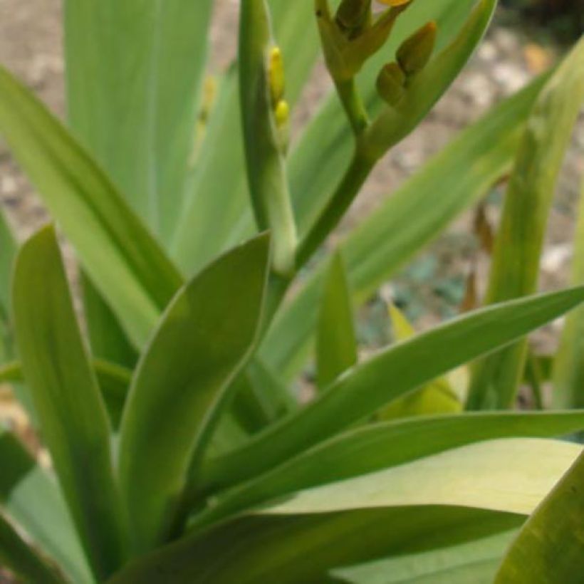 Belamcanda chinensis (Fogliame)