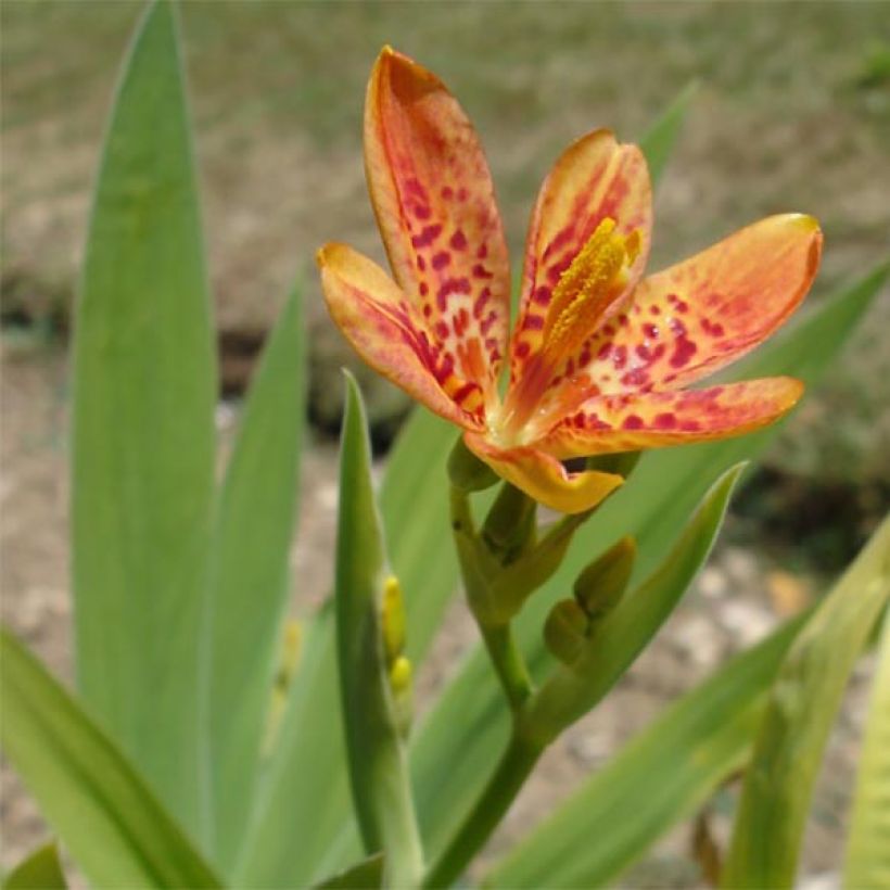 Belamcanda chinensis (Fioritura)