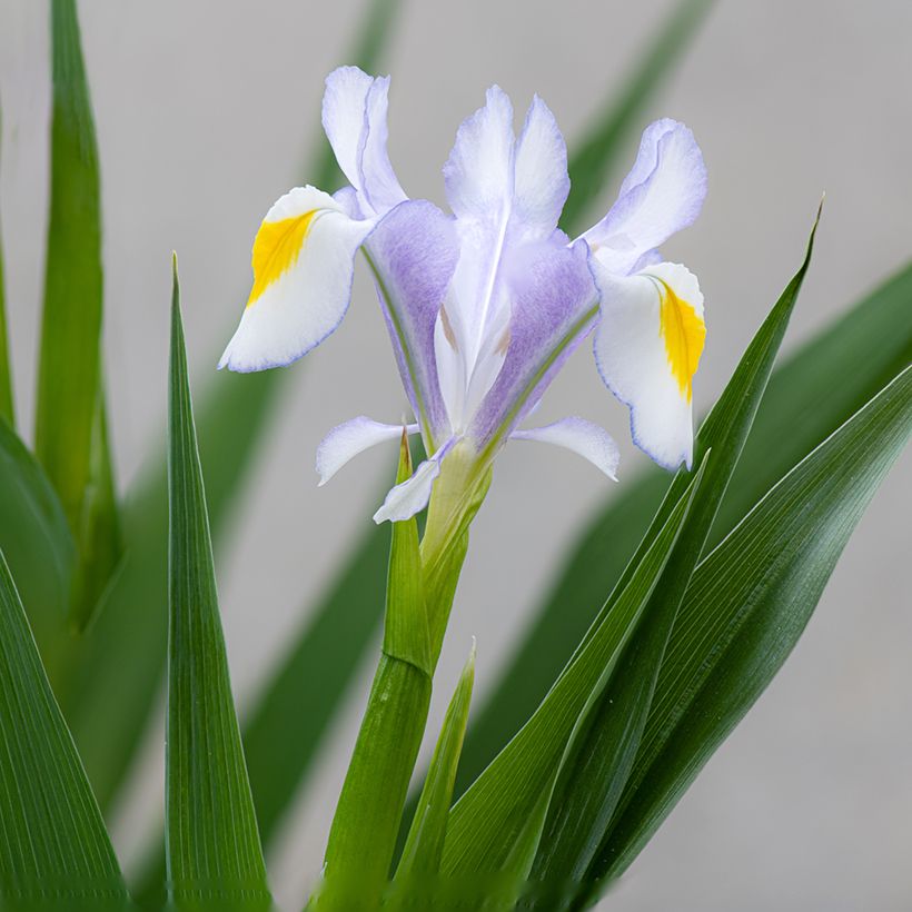 Iris magnifica - Giaggiolo (Fioritura)