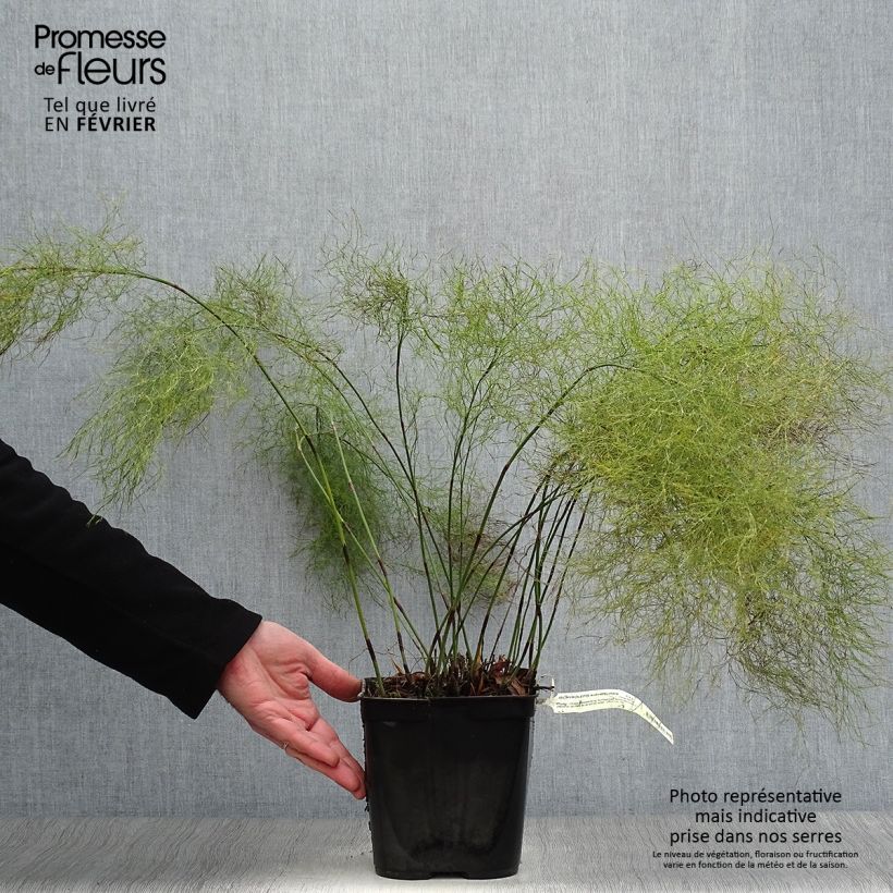 Ischyrolepis subverticillata - Restio Pot de 2L/3L esemplare consegnato in inverno