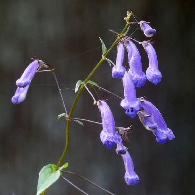 Isodon effusus (Fioritura)