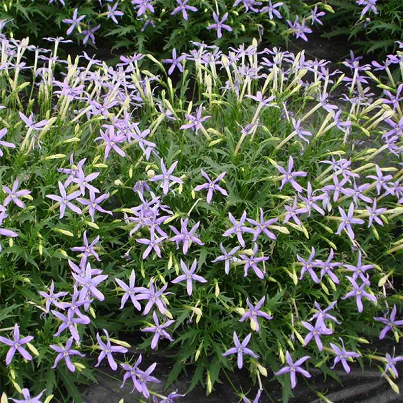 Isotoma axillaris Tristar Deep Blue (Fioritura)