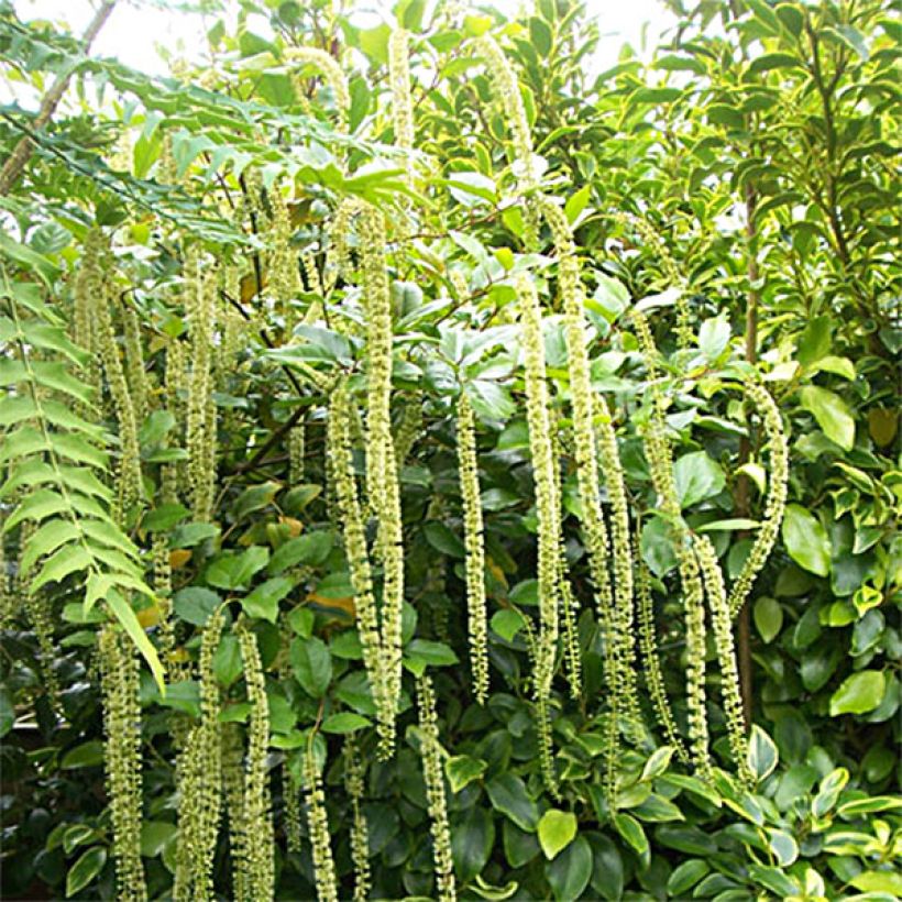 Itea ilicifolia (Porto)