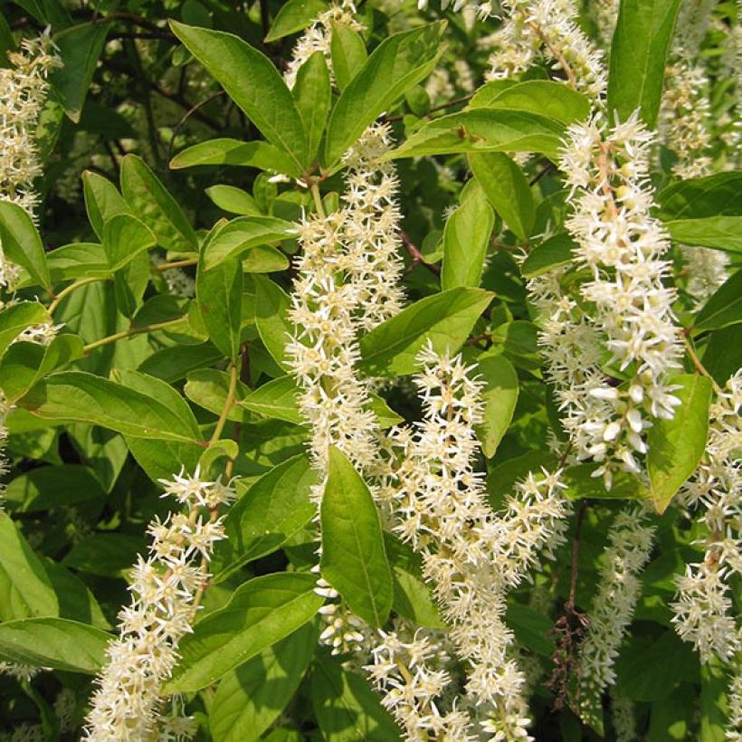 Itea virginica Little Henry (Fioritura)