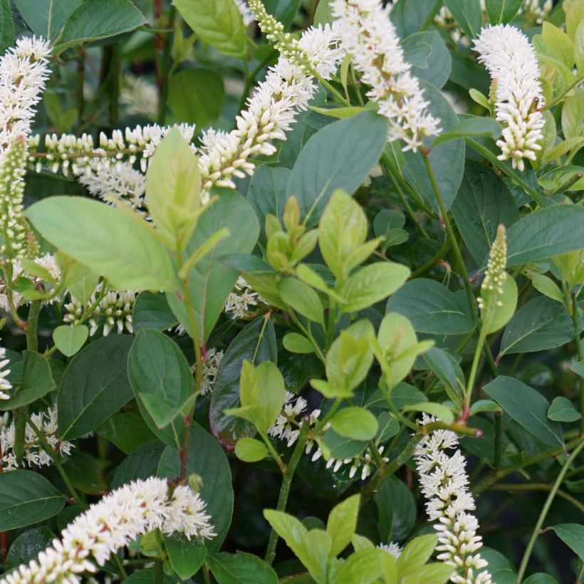 Itea virginica Scentlandia (Fogliame)