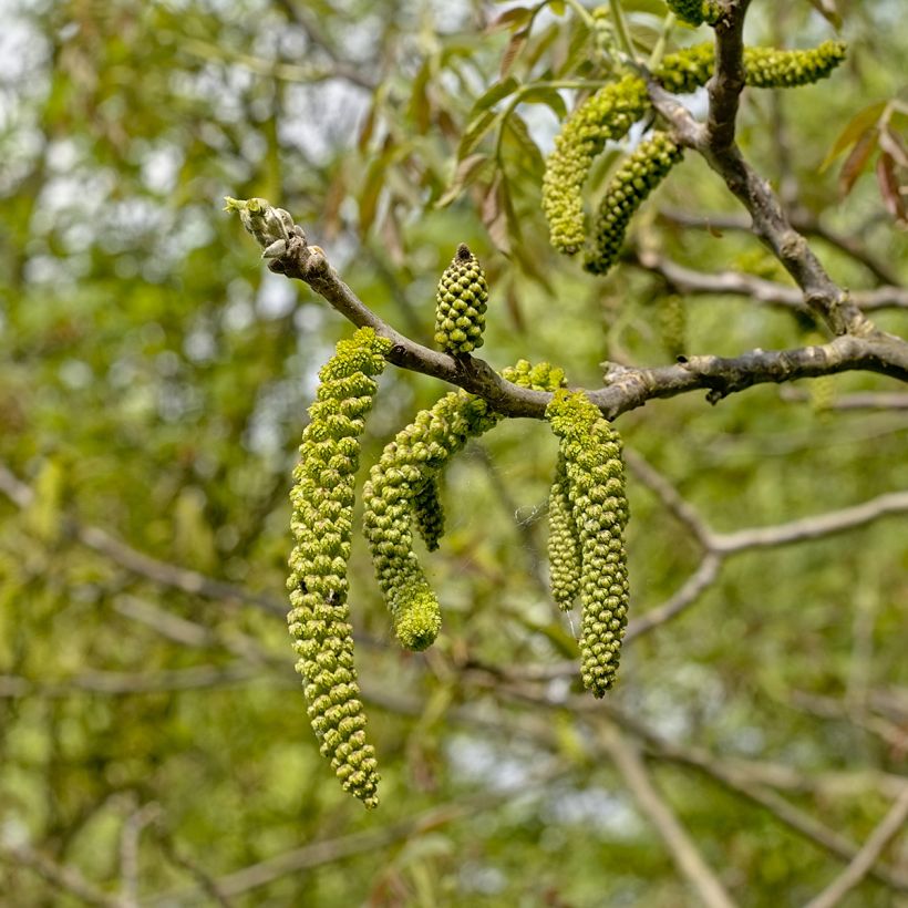 Juglans nigra - Noce nero (Fioritura)