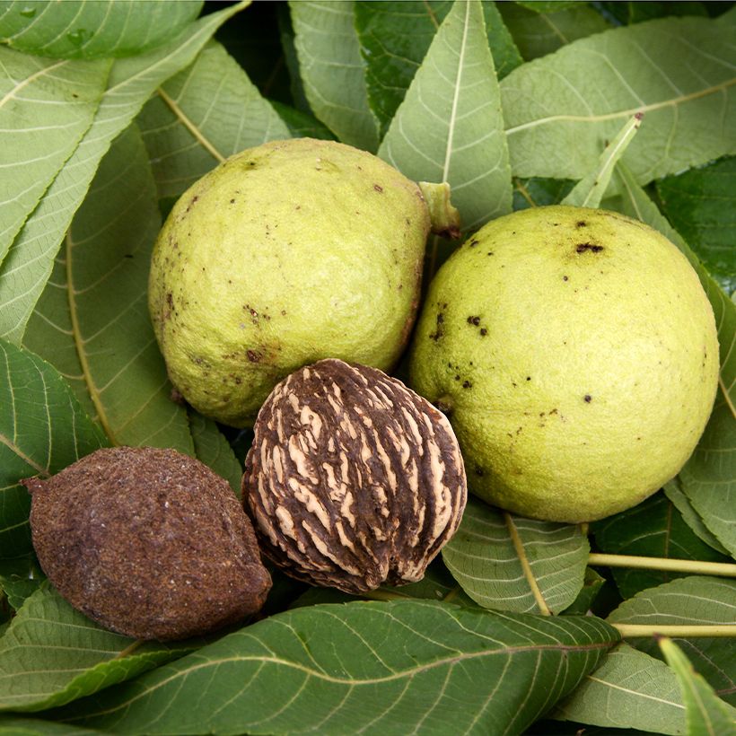 Juglans nigra - Noce nero (Raccolta)