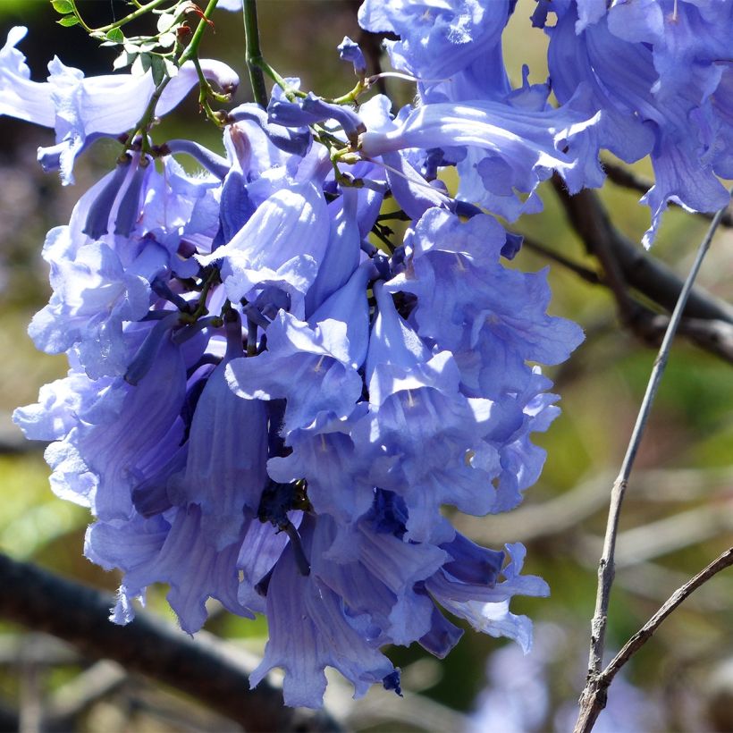 Jacaranda mimosifolia (Fioritura)