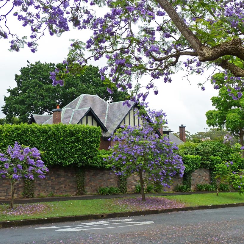 Jacaranda mimosifolia (Porto)