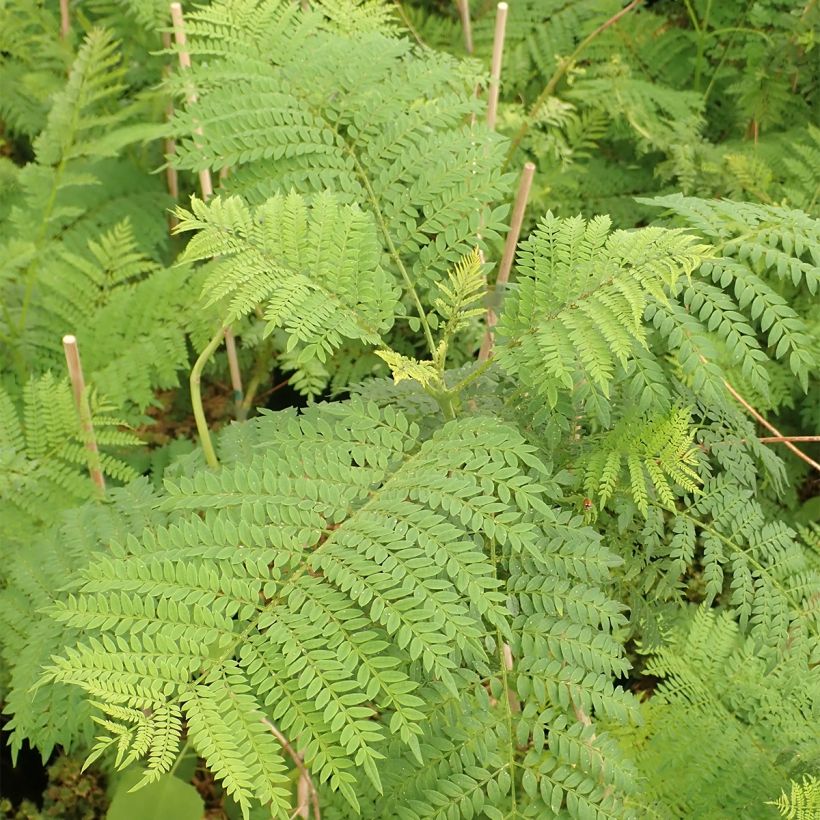 Jacaranda mimosifolia (Fogliame)