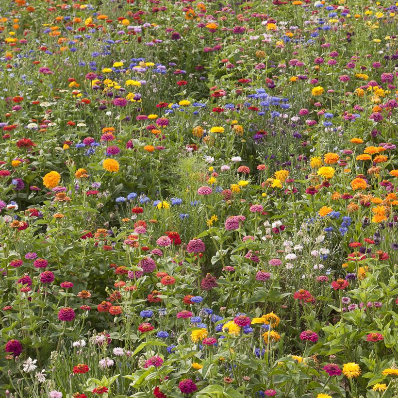 Prato di fiori bassi Belle France (Porto)