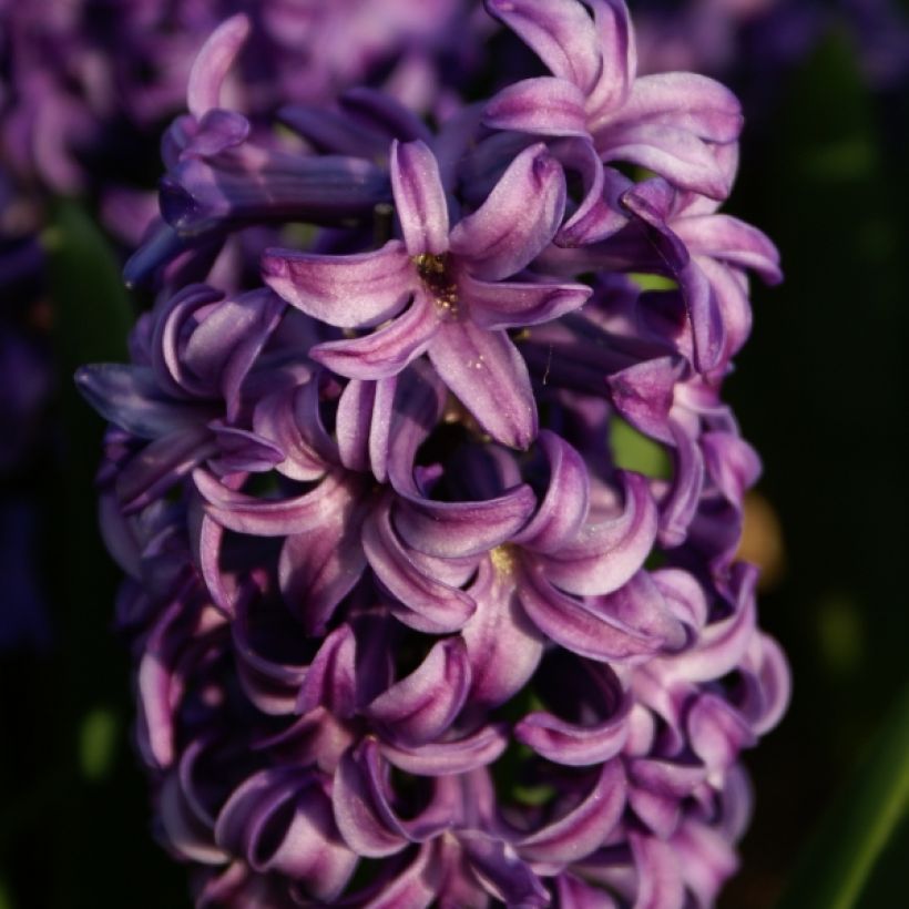 Giacinto Atlantic - Hyacinthus (Fioritura)