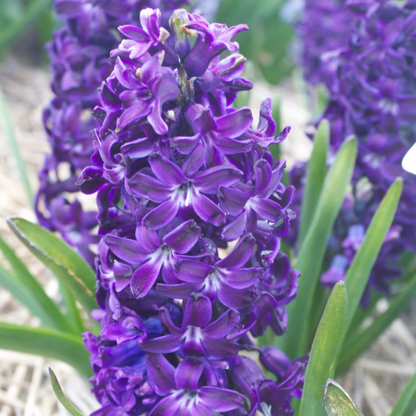 Giacinto Blue Magic - Hyacinthus (Fioritura)