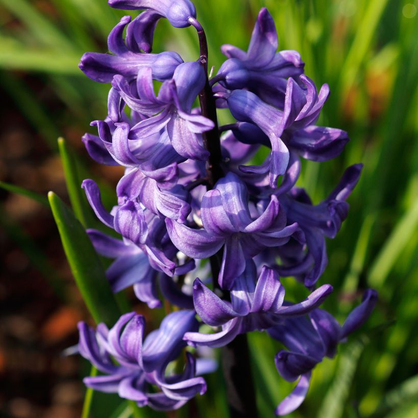 Giacinto Blue Pearl (forzato) - Hyacinthus (Fioritura)