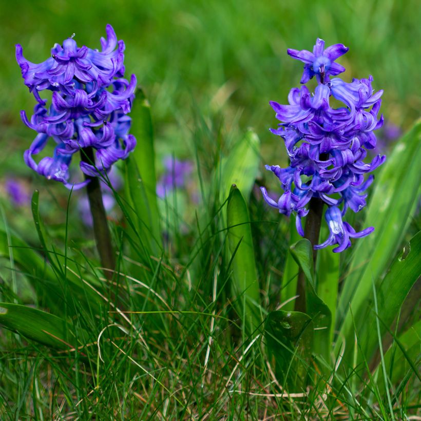 Giacinto Blue Pearl (forzato) - Hyacinthus (Porto)