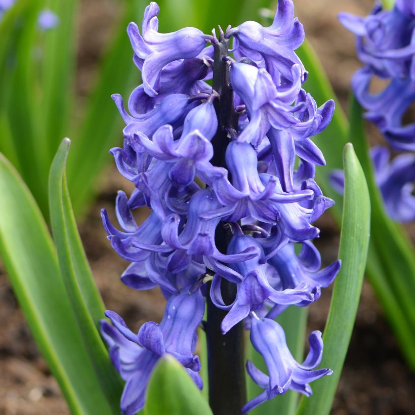 Giacinto Blue Star - Hyacinthus (Fioritura)