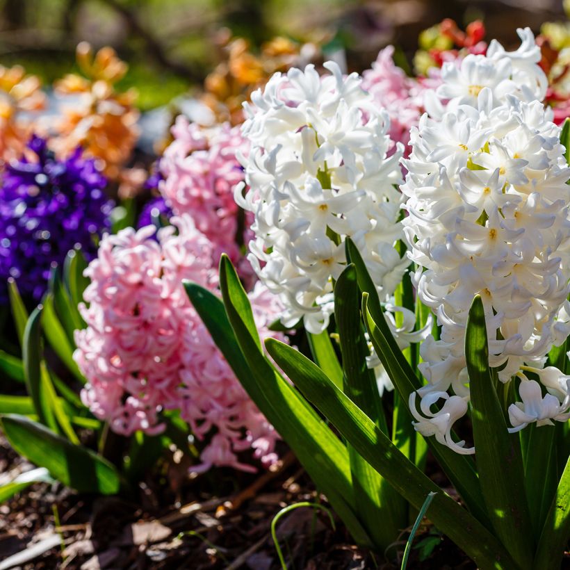 Giacinto Carnegie - Hyacinthus (Porto)