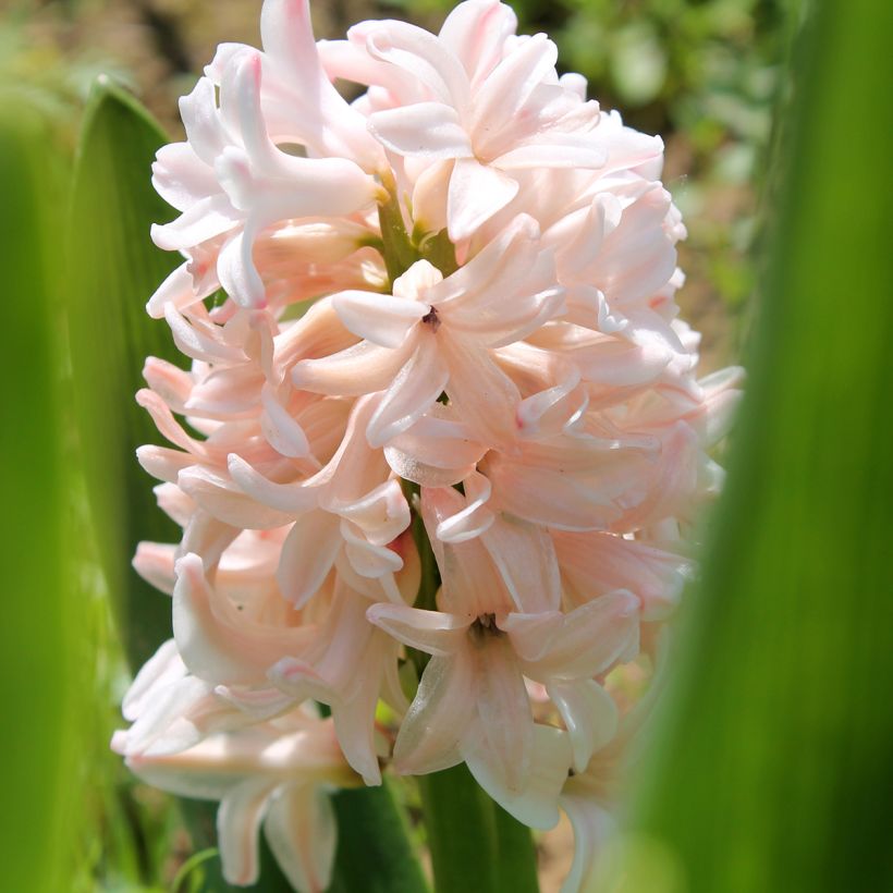 Giacinto China Pink - Hyacinthus (Fioritura)