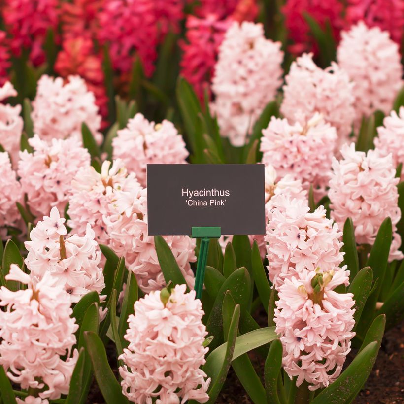 Giacinto China Pink - Hyacinthus (Porto)