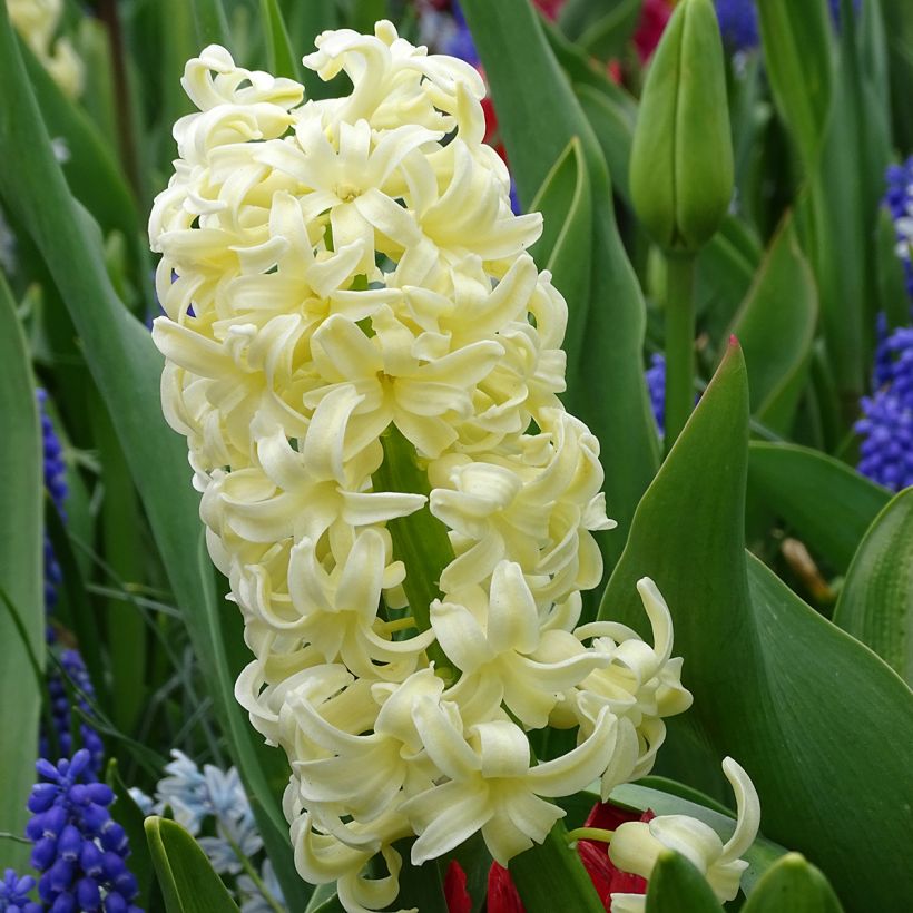 Giacinto City of Haarlem (forzato) - Hyacinthus (Fioritura)