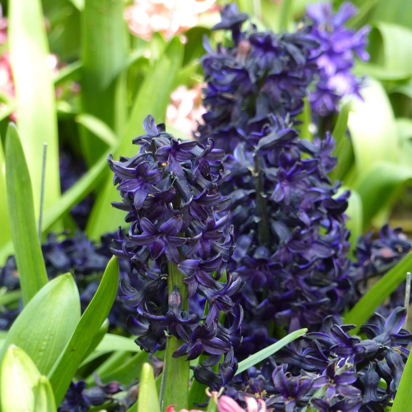 Giacinto Dark Dimension - Hyacinthus (Fioritura)