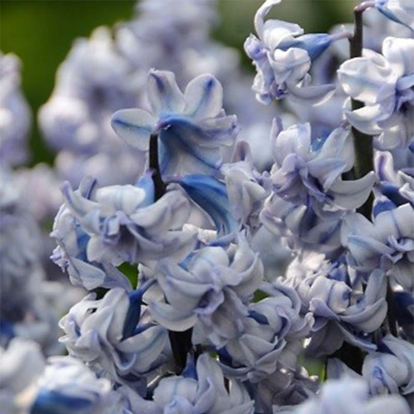 Giacinto General Kohler - Hyacinthus (Fioritura)