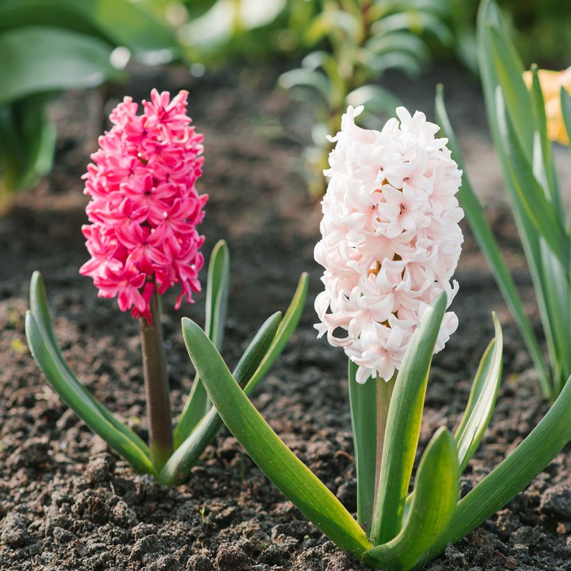 Giacinto Jan Bos - Hyacinthus (Porto)