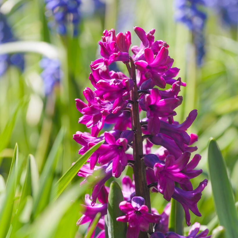 Giacinto Woodstock (forzato) - Hyacinthus (Fioritura)