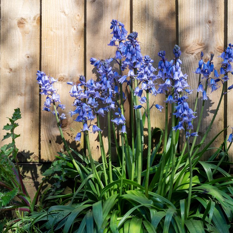 Hyacinthoides hispanica - Giacinto a campanelle (Porto)