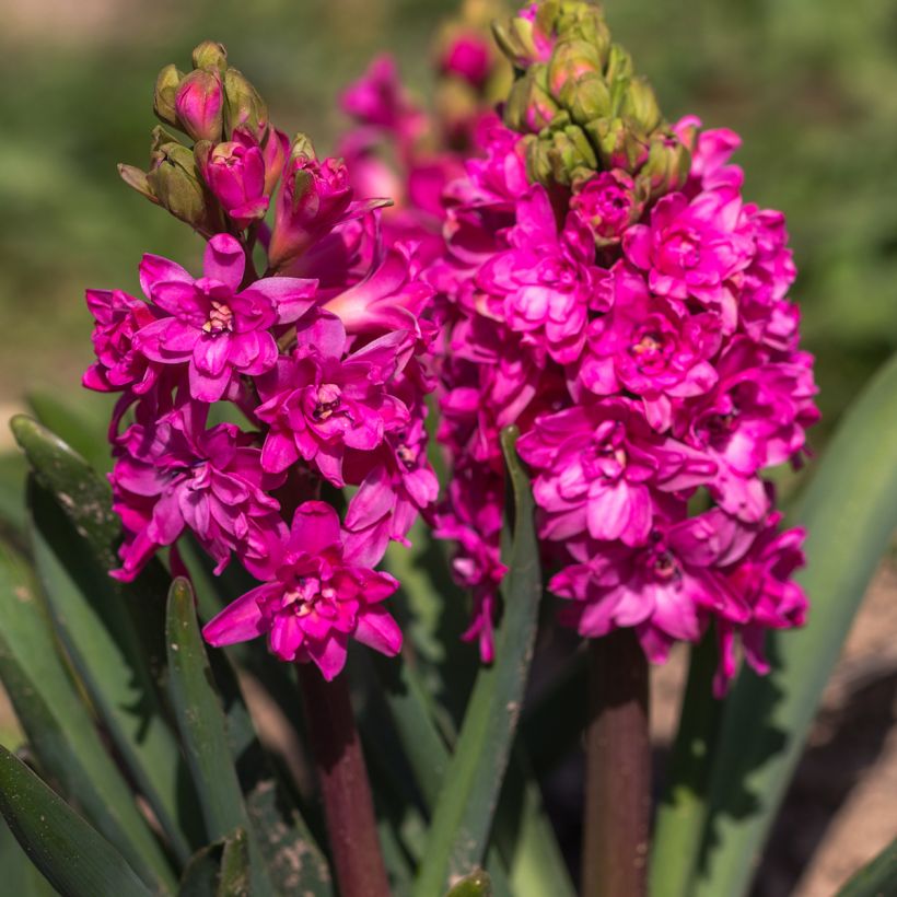 Giacinto Red Diamond - Hyacinthus (Fioritura)