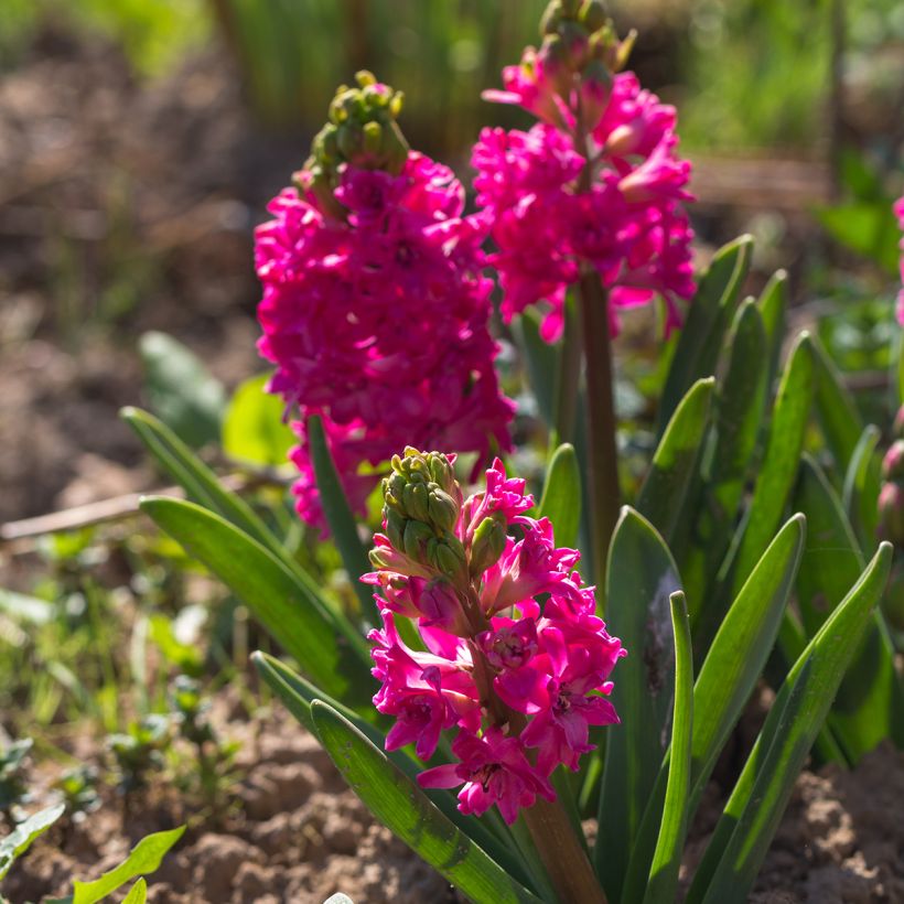 Giacinto Red Diamond - Hyacinthus (Porto)