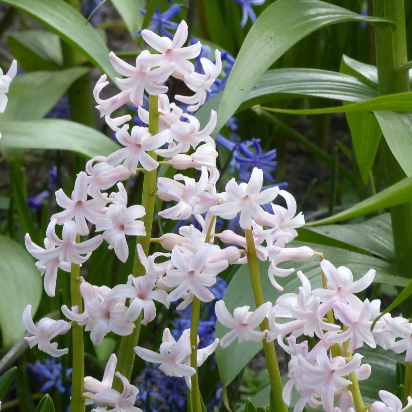 Giacinto Multiflora Pink - Hyacinthus (Fioritura)