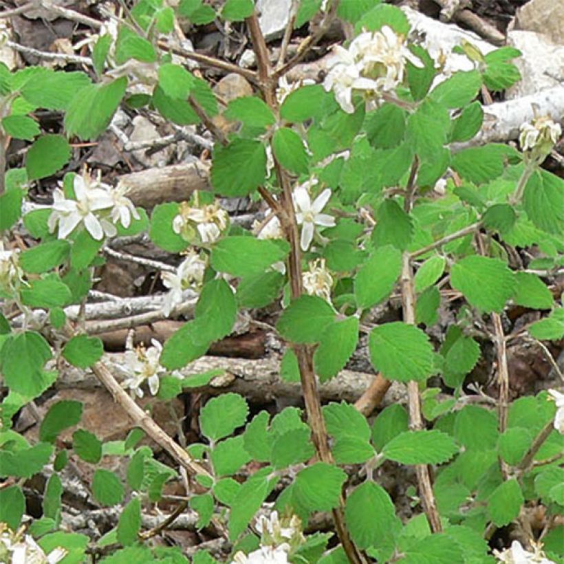 Jamesia americana (Fogliame)