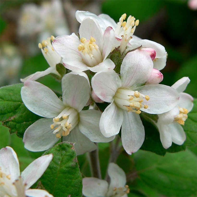 Jamesia americana (Fioritura)