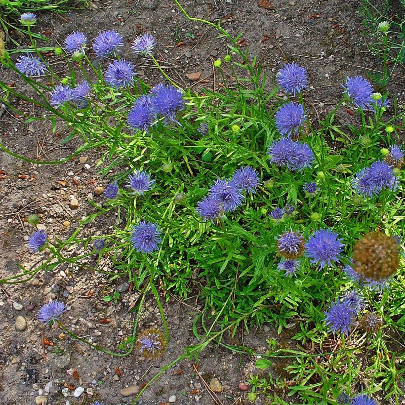 Jasione laevis Blaulicht (Porto)