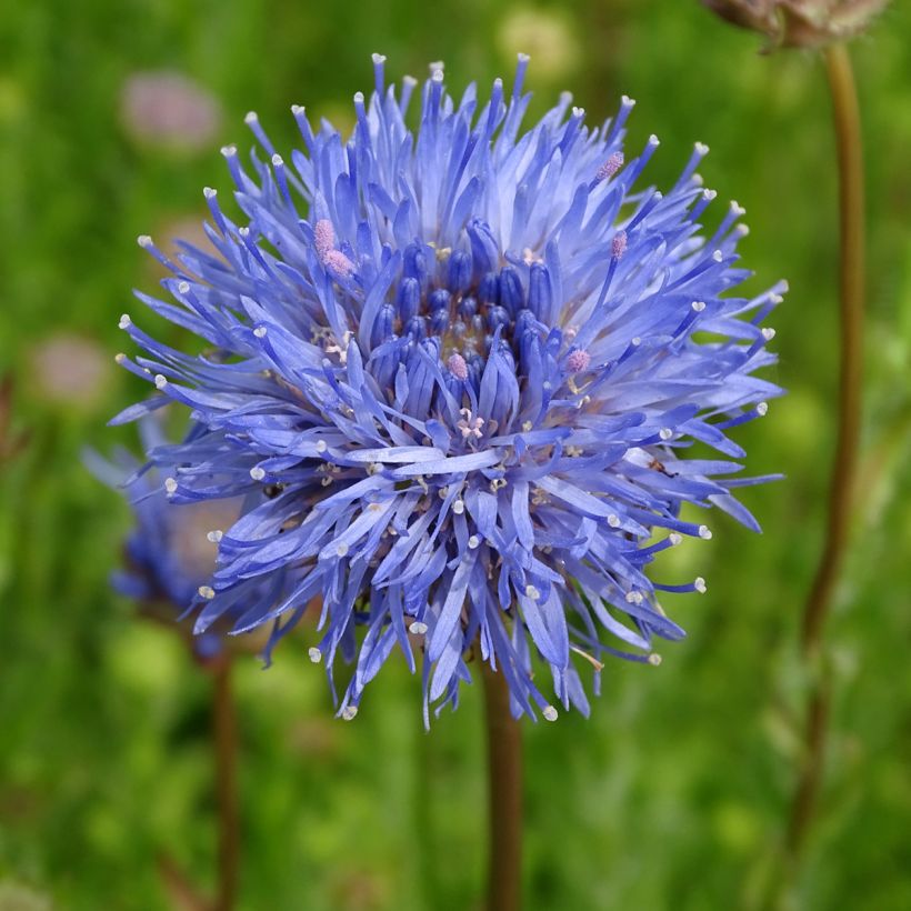 Jasione laevis Blaulicht (Fioritura)