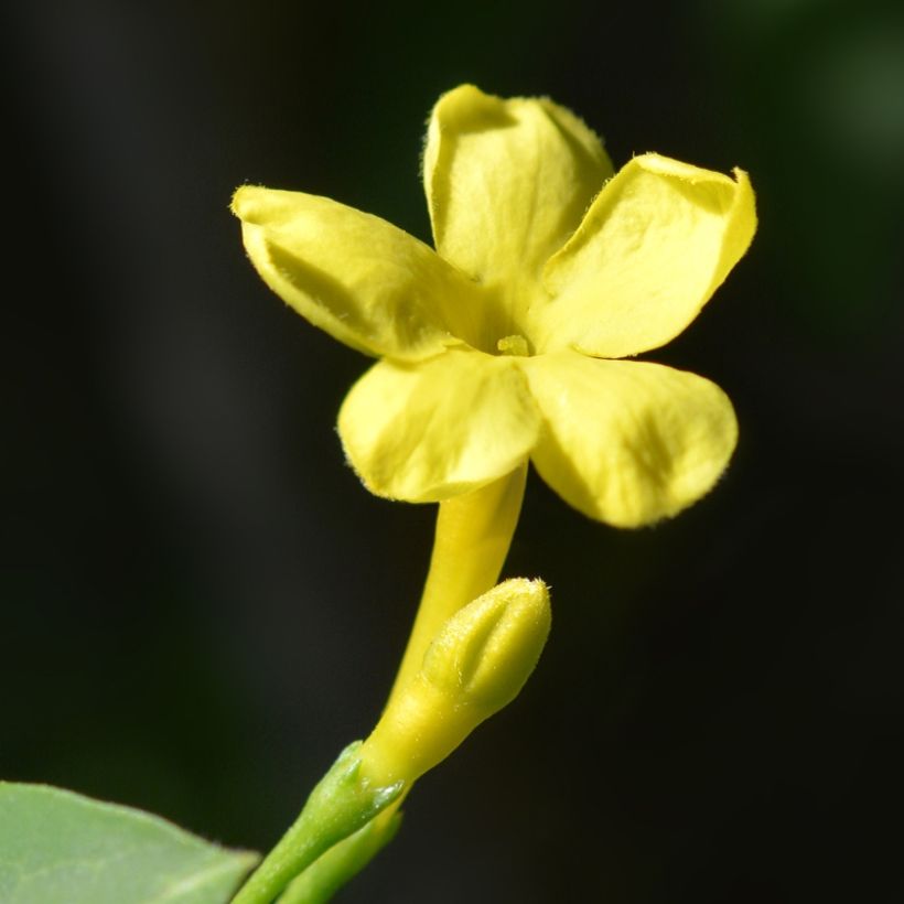 Jasminum humile Revolutum - Gelsomino (Fioritura)