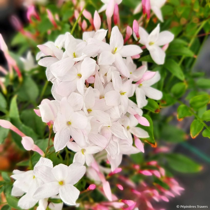 Jasminum Starry Night - Gelsomino (Fioritura)