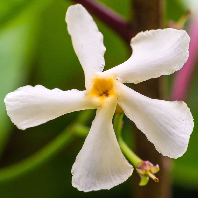 Trachelospermum jasminoides Waterwheel - Falso gelsomino (Fioritura)